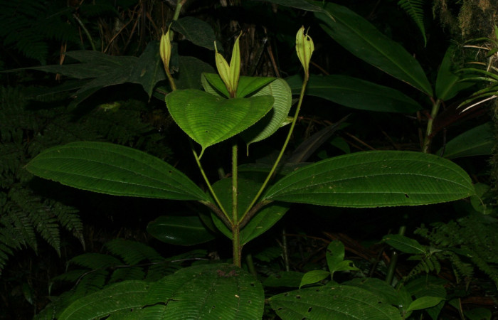 Hojas nuevas o brotes de <i>Conostegia lasiopoda</i></i> .jpg