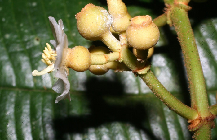 Ovarios y frutos inmaduros de <i>Conostegia lasiopoda</i></i> jpg