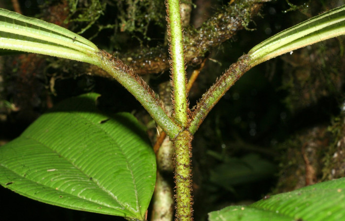 Pelos de peciolos y ramas.Conostegia lasiopodajpg