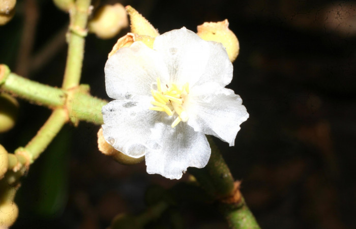 Pétalos de <i>Conostegia lasiopoda</i></i> .jpg