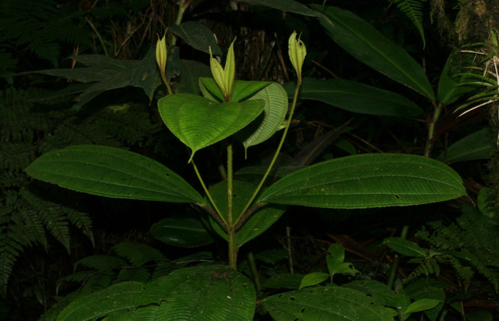 Posición de las hojas <i>Conostegia lasiopoda</i></i> .jpg
