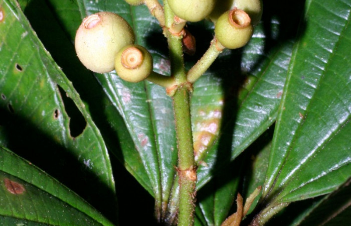 Presentación de salida de racimos mostrando que salen de la axila <i>Conostegia lasiopoda</i></i> 
