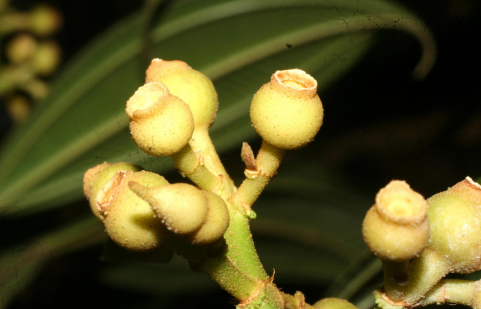 Racimos <i>Conostegia lasiopoda</i></i> .jpg