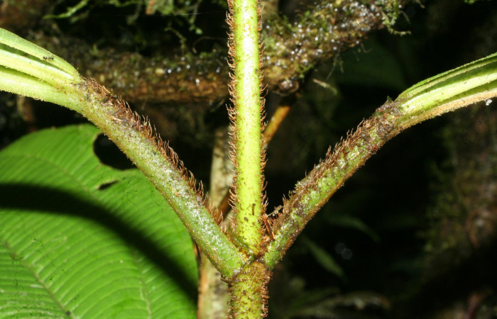 Raquis de la hoja forma de escamas <i>Conostegia lasiopoda</i></i>