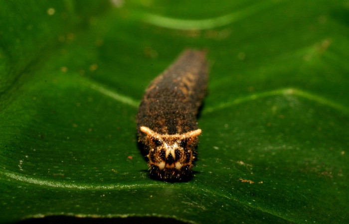 Figura 5. <i>Cithaerias pireta</i></i> (Nymphalidae). Vista frontal,último estadio. Medio 30mm colectada en San Cristóbal el 7/17/2006. Voucher.06-SRNP-5449-DHJ411055