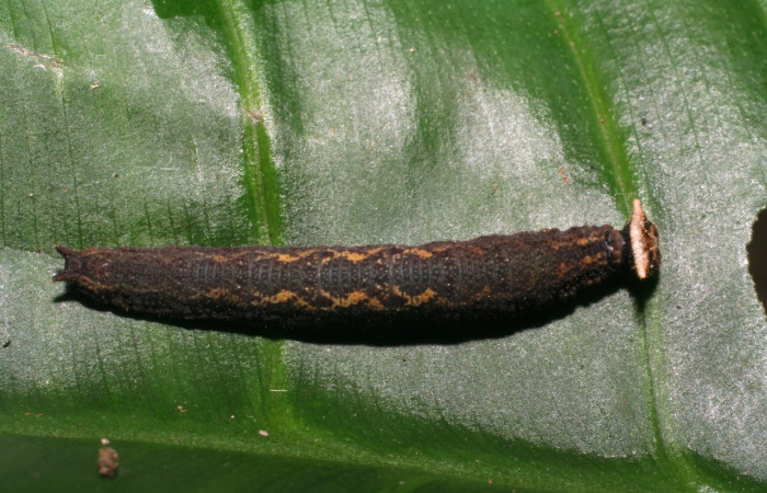 Figura 1. <i>Cithaerias pireta</i></i> (Nymphalidae). Vista dorsal,último estadio Midió 28mm. San Cristóbal. el 7/17/2006. Voucher. 06-SRNP-5449-DHJ411063. 