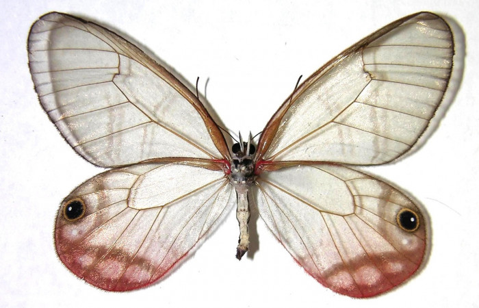  Figura 11. Adulto de <i>Cithaerias pireta</i></i> (Nymphalidae). Vista ventral, Voucher. 07-SRNP-541-DHJ366641