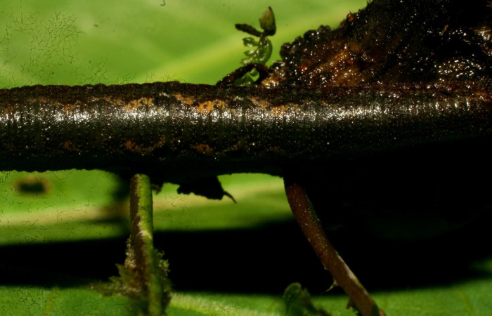 Figura 3. <i>Cithaerias pireta</i></i> (Nymphalidae). centro dorsal dorsal, midió 30mm.colectada en San Cristóbal el  7/17/2006. Voucher. 09-SRNP-33495-DHJ466378.  