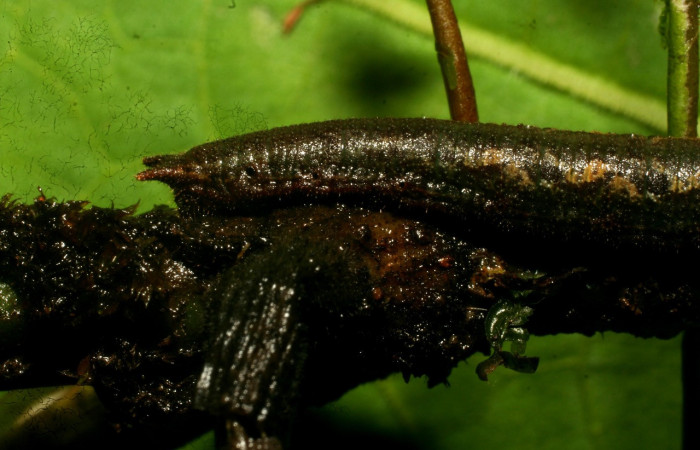  Figura 4. <i>Cithaerias pireta</i></i> (Nymphalidae). Vista lateral, , último estadio. Medio 30mm colectada en San Cristóbal el 7/17/2006. Voucher.09-SRNP-33495-DHJ466380,