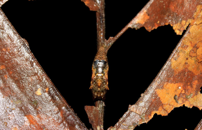 Figura 9. Pupa de <i>Cithaerias pireta</i></i> (Nymphalidae). Vista dorsal. Voucher.14-SRNP-31705-DHJ721459.