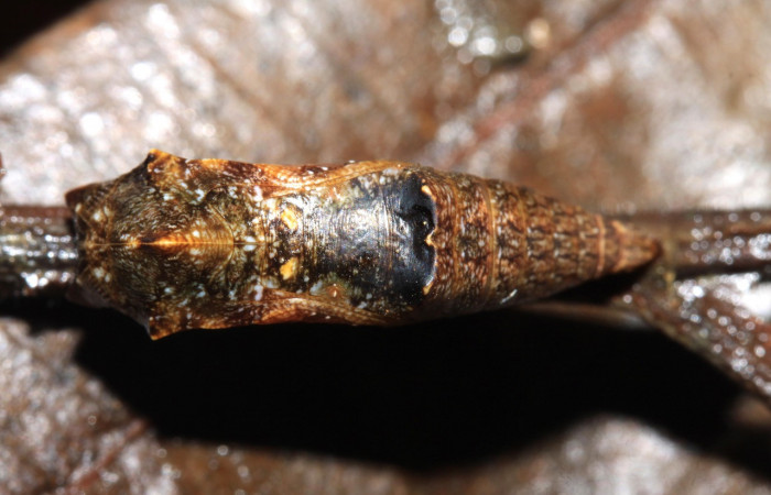 Figura 8. Pupa de <i>Cithaerias pireta</i></i> (Nymphalidae). Vista dorsal, Voucher.14-SRNP-31705-DHJ721461.