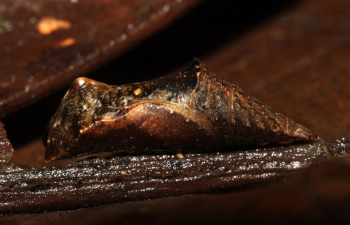 Figura 6. Pupa de <i>Cithaerias pireta</i></i> (Nymphalidae). Posición lateral, Voucher.14-SRNP-31705-DHJ721463.