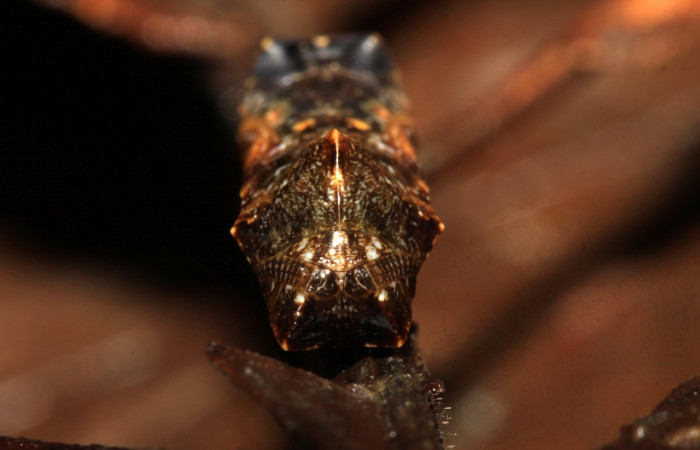 Figura 7. Pupa de <i>Cithaerias pireta</i></i> (Nymphalidae). Vista frontal, Voucher.14-SRNP-31705-DHJ721464.