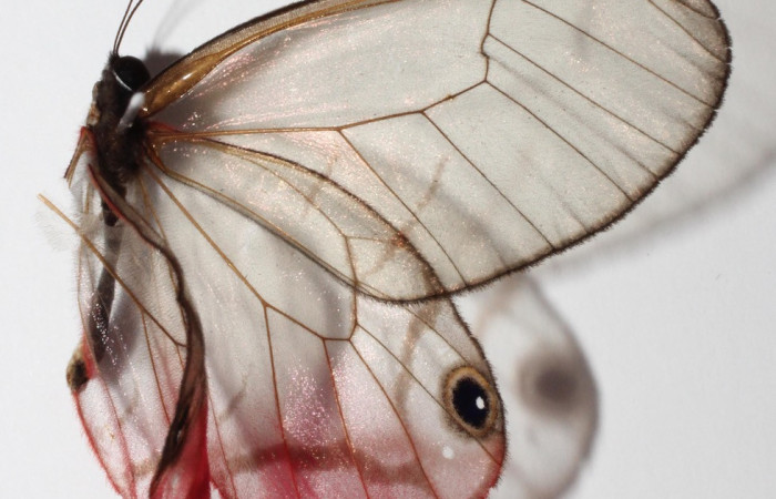 Figura 13. Adulto de <i>Cithaerias pireta</i></i> (Nymphalidae). Vista Lateral, Voucher. 14-SRNP-31705-DHJ904826.