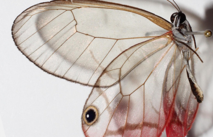 Figura 12. Adulto de <i>Cithaerias pireta</i></i> (Nymphalidae). Vista Lateral, Voucher. 14-SRNP-31705-DHJ904827