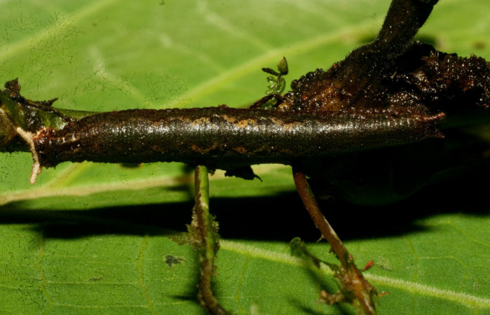 Figura 2. <i>Cithaerias pireta</i></i> (Nymphalidae). Vista dorsal., último estadio. Medio 30mm colectada en San Cristóbal el 7/17/2006. Voucher. 09-SRNP-33495-DHJ466376.