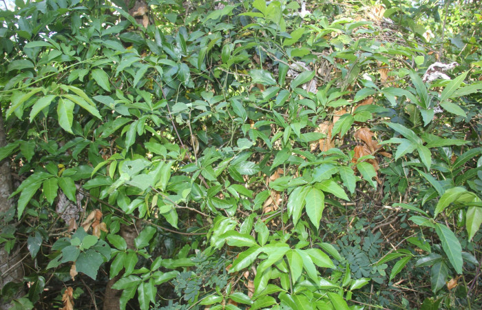 Figura 11. Planta hospedera posición hojas <i>Serjania atrolineata</i></i> (Sapindaceae), de <i>Leucotmemis nexa</i></i>, (Erebidae). Foto, Elieth Cantillano. 11 febrero 2023.