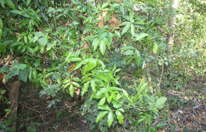 Figura 12. Planta hospedera posición hojas <i>Serjania atrolineata</i></i> (Sapindaceae), de <i>Leucotmemis nexa</i></i>, (Erebidae). Foto, Elieth Cantillano. 11 febrero 2023.