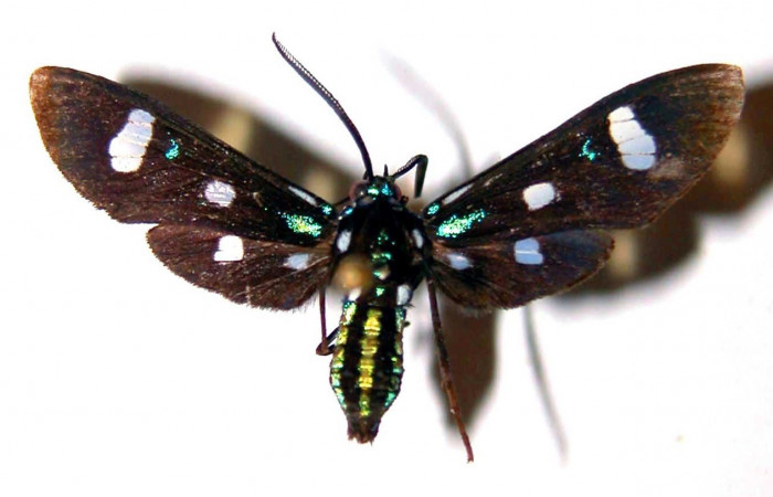 Figura 1. Adulto <i>Leucotmemis nexa</i></i> (Erebidae), posición vista dorsal. (83-SRNP-1182-DHJ33666).