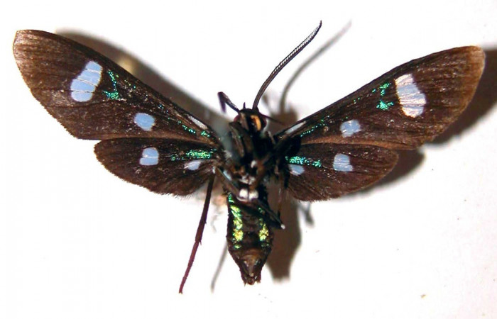 Figura 2. Adulto <i>Leucotmemis nexa</i></i> (Erebidae), posición vista dorsal. (83-SRNP-1182-DHJ33667).