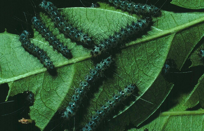Figura 3.Larvas en grupo Dorsal entero de <i>Leucotmemis nexa</i></i>, (Erebidae), en la planta <i>Serjania atrolineata</i></i> (Sapindaceae). Sector Santa Rosa. Bosque San Emilio, (elevación 300 metros). Colectada 9 setiembre 1987. (87-SRNP-676-DHJ9984.jpg).