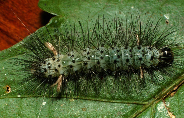 Figura 4. Dorsal entero <i>Leucotmemis nexa</i></i>, (Erebidae), en la planta <i>Serjania atrolineata</i></i> (Sapindaceae). Sector El Hacha. Estación Los Almendros, (elevación 290 metros). Colectada 26 febrero 2000. (00-SRNP-2376-DHJ53149.jpg).