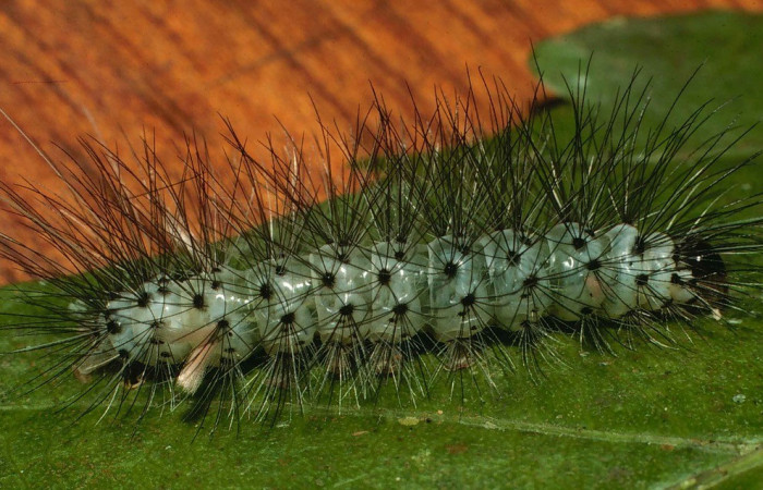Figura 5. Lateral entero <i>Leucotmemis nexa</i></i>, (Erebidae), en la planta <i>Serjania atrolineata</i></i> (Sapindaceae). Sector El Hacha. Estación Los Almendros, (elevación 290 metros). Colectada 26 febrero 2000. (00-SRNP-2376-DHJ53154.jpg).