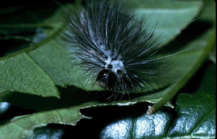 Figura 6. Cabeza <i>Leucotmemis nexa</i></i>, (Erebidae), en la planta <i>Serjania atrolineata</i></i> (Sapindaceae). Sector Del Oro. Uncaria, (elevación 370 metros). Colectada 7 mayo 2004. (04-SRNP-21945-DHJ83597.jpg).