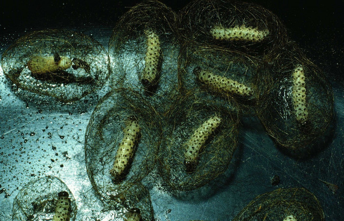 Figura 7. Capullos <i>Leucotmemis nexa</i></i> (Erebidae). (83-SRNP-1182-DHJ6098.jpg).