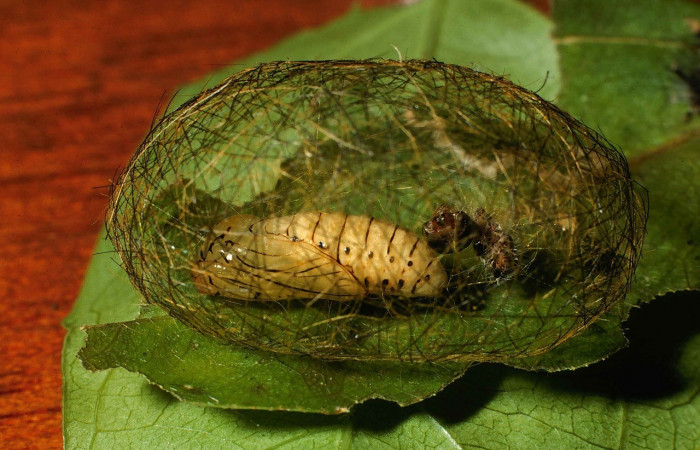 Figura 8. Pupa <i>Leucotmemis nexa</i></i> (Erebidae). (00-SRNP-2377-DHJ53159.jpg).