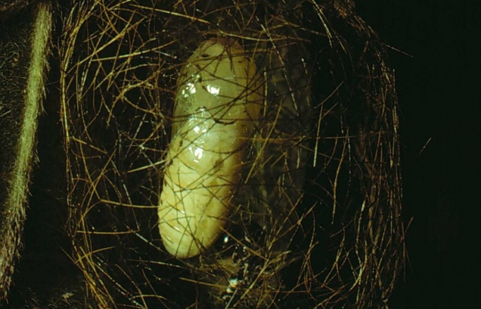 Figura 9. Pupa <i>Leucotmemis nexa</i></i> (Erebidae). (79-SRNP-93-DHJ384.jpg).