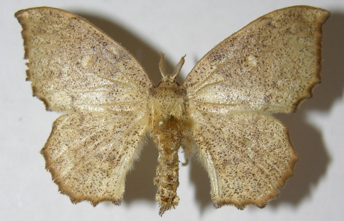 Figura 1. Adulto de <i>Macessoga</i></i> Janzen01 (Mimallonidae), vista dorsal, localidad Corrales Viejos, Sector San Cristóbal ACG (495m). Voucher: 00-SRNP-1554-DHJ511160.jpg.