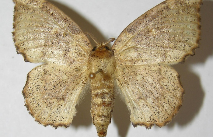 Figura 11. Adulto de <i>Macessoga</i></i> Janzen01 (Mimallonidae), hembra vista dorsal, localidad Río Blanco Abajo, Sector San Cristóbal ACG (500m). Voucher: 01-SRNP-3871-DHJ511208.jpg.