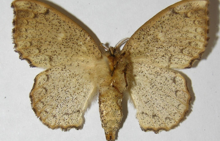 Figura 12. Adulto de <i>Macessoga</i></i> Janzen01 (Mimallonidae), hembra vista ventral, localidad Río Blanco Abajo, Sector San Cristóbal ACG (500m). Voucher: 01-SRNP-3871-DHJ511209.jpg.