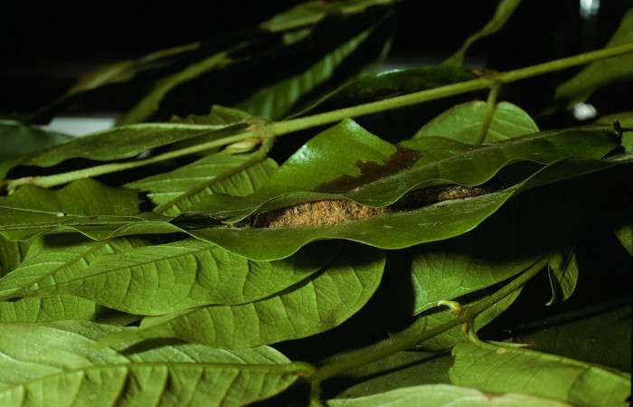 Figura 2. Hábitat de <i>Macessoga</i></i> Janzen01 (Mimallonidae), vista lateral, localidad Río Blanco Abajo, Sector San Cristóbal ACG (500m). Voucher: 02-SRNP-18478-DHJ69078.jpg.