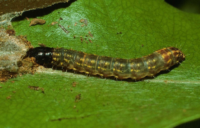 Figura 5. Larva <i>Macessoga</i></i> Janzen01 (Mimallonidae), penúltimo estadío (PU) vista lateral, localidad Río Blanco Abajo, Sector San Cristóbal ACG (500m). Voucher: 02-SRNP-18478-DHJ69085.jpg.