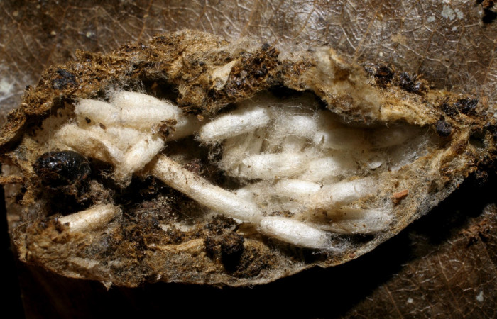 Figura 13. Capullos de parásito <i>Dolichogenidea</i></i> Janzen09 (Braconidae), que ataca <i>Macessoga</i></i> Janzen01 (Mimallonidae), localidad Puente Palma, Sector San Cristóbal ACG (460m). Voucher: 06-SRNP-7208-DHJ424693.jpg.