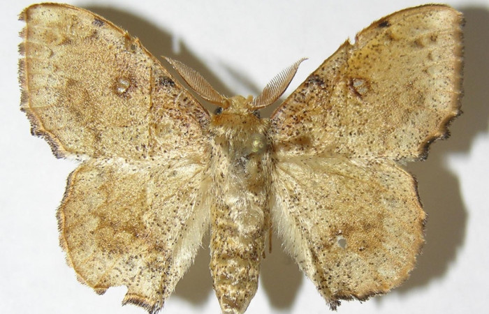 Figura 9. Adulto de <i>Macessoga</i></i> Janzen01 (Mimallonidae), macho vista dorsal, localidad Loaciga, Sector Pitilla ACG (445m). Voucher: 08-SRNP-30679-DHJ501646.jpg.