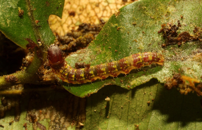 Figura 4. Larva <i>Macessoga</i></i> Janzen01 (Mimallonidae), tercer estadío (PPU) vista dorsal, localidad Gallinazo, Sector Brasilia ACG (360m). Voucher: 20-SRNP-65461-DHJ772850.jpg.