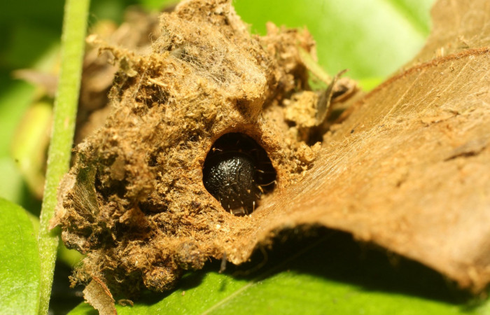 Figura 3. Hábitat de <i>Macessoga</i></i> Janzen01 (Mimallonidae), vista frontal, localidad Gallinazo, Sector Brasilia ACG (360m). Voucher: 20-SRNP-65461-DHJ772891.jpg.