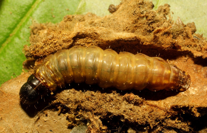 Figura 6. Larva <i>Macessoga</i></i> Janzen01 (Mimallonidae), último estadío (U) vista dorsal, localidad Gallinazo, Sector Brasilia ACG (360m). Voucher: 20-SRNP-65461-DHJ772899.jpg.
