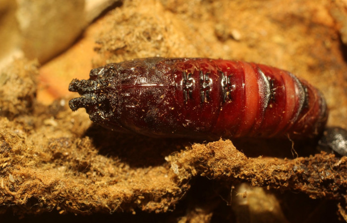 Figura 7. Pupa de <i>Macessoga</i></i> Janzen01 (Mimallonidae), vista dorsal, localidad Gallinazo, Sector Brasilia ACG (360m). Voucher: 20-SRNP-65464-DHJ772913.jpg.