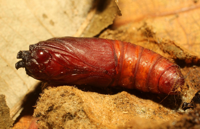 Figura 8. Pupa de <i>Macessoga</i></i> Janzen01 (Mimallonidae), vista ventral, localidad Gallinazo, Sector Brasilia ACG (360m). Voucher: 20-SRNP-65464-DHJ772914.jpg.