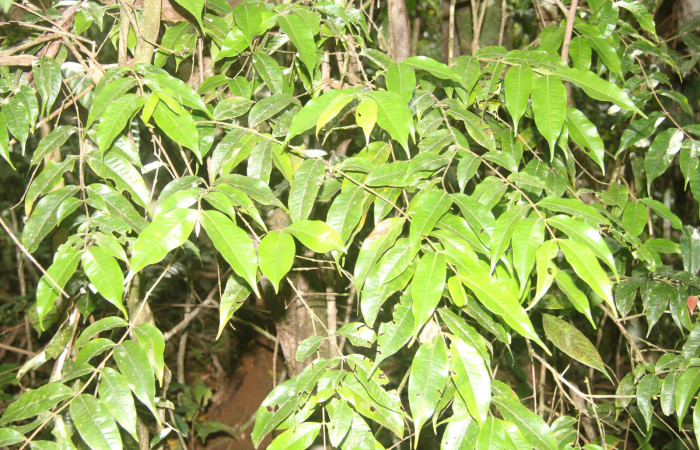 Figura 14. Planta hospedera de <i>Macessoga</i></i> Janzen01 (Mimallonidae), esta planta se llama <i>Myrcia splendens</i></i> (Myrtaceae), localidad Medrano Estación Biológica Quica, Sector Pitilla ACG (380m), foto: Ricardo Calero 10 Febreo 2023.
