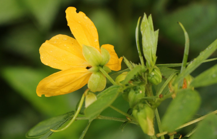 Figura. 10 Flor de lateral, <i>Senna obtusifolia</i></i>, (Fabaceae). Area de Conservación Guanacaste. Sector Rincón Rain Forest. Selva, (elevación 410 metros), colectada el 8 de febrero 2023. Foto, Jorge Hernández.