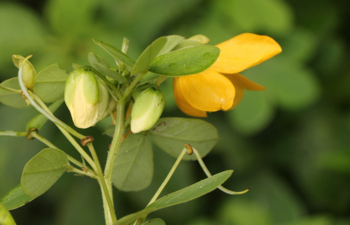 Figura. 11 Botones florales, <i>Senna obtusifolia</i></i>, (Fabaceae). Area de Conservación Guanacaste. Sector Rincón Rain Forest. Selva, (elevación 410 metros), colectada el 8 de febrero 2023. Foto, Jorge Hernández.