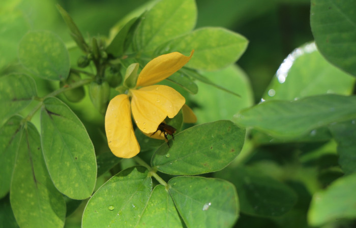 Figura. 12 Flor de lateral polinización, <i>Senna obtusifolia</i></i>, (Fabaceae). Area de Conservación Guanacaste. Sector Rincón Rain Forest. Selva, (elevación 410 metros), colectada el 8 de febrero 2023. Foto, Jorge Hernández.