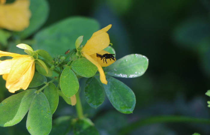 Figura. 13 Flor de lateral en polinización, <i>Senna obtusifolia</i></i>, (Fabaceae). Area de Conservación Guanacaste. Sector Rincón Rain Forest. Selva, (elevación 410 metros), colectada el 8 de febrero 2023. Foto, Jorge Hernández.
