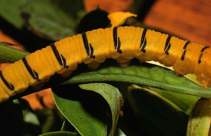 Figura. 14 Larva <i>Phoebis marcellina</i></i> (Pieridae), posición dorsal entero alimentándose en <i>Senna obtusifolia</i></i>, (Fabaceae). (00-SRNP-433-DHJ52681.jpg).