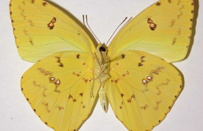 Figura. 15 Adulto <i>Phoebis marcellina</i></i> (Pieridae), posición vista ventral entero. (00-SRNP-22028-DHJ34571.).
